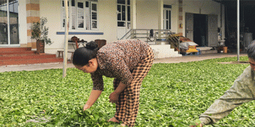 Quang Ninh’s Ecological Agriculture Transition: A Blueprint for Sustainable Value