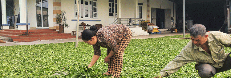 Quang Ninh’s Ecological Agriculture Transition: A Blueprint for Sustainable Value