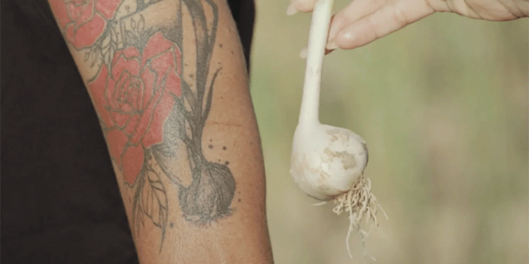 The Garlic Guardian: How One Spanish Chef is Rescuing a Culinary Heritage and What It Teaches Us About Agricultural Biodiversity