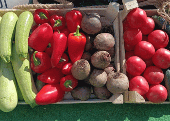 Stavropol’s Borscht Belt: High-Yield Vegetable Harvest Reaches One-Third Completion