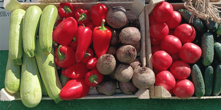 Stavropol’s Borscht Belt: High-Yield Vegetable Harvest Reaches One-Third Completion