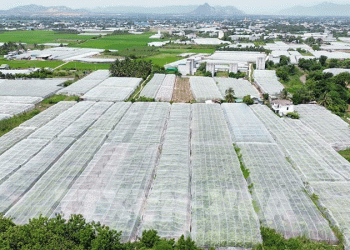 From Vineyard to Export Market: How Khanh Hoa is Scaling Sustainable Agriculture with Technology