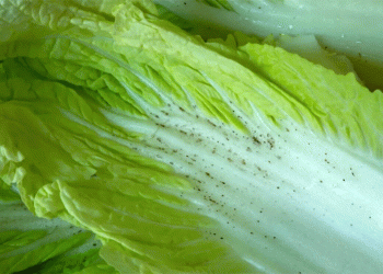 Border Biosecurity in Action: 15-Ton Cabbage Shipment Halted Over Destructive Thrips Infestation