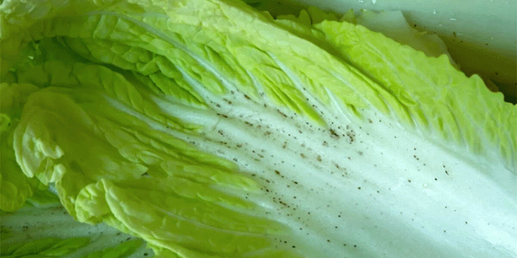 Border Biosecurity in Action: 15-Ton Cabbage Shipment Halted Over Destructive Thrips Infestation