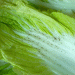 Border Biosecurity in Action: 15-Ton Cabbage Shipment Halted Over Destructive Thrips Infestation