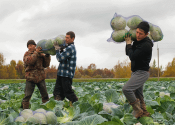Beyond the Patch: Ivanovo Oblast’s Focused Strategy for Potato and Cabbage Production