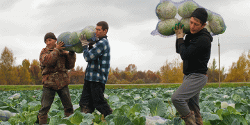 Beyond the Patch: Ivanovo Oblast’s Focused Strategy for Potato and Cabbage Production