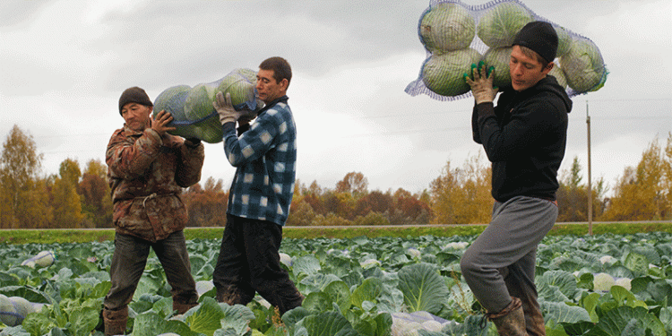 Beyond the Patch: Ivanovo Oblast’s Focused Strategy for Potato and Cabbage Production
