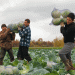 Beyond the Patch: Ivanovo Oblast’s Focused Strategy for Potato and Cabbage Production