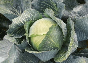 The Agronomic Powerhouse: Validating Cabbage’s Superior Nutritional Profile and Market Potential