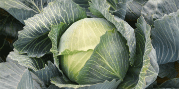 The Agronomic Powerhouse: Validating Cabbage’s Superior Nutritional Profile and Market Potential