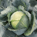 The Agronomic Powerhouse: Validating Cabbage’s Superior Nutritional Profile and Market Potential