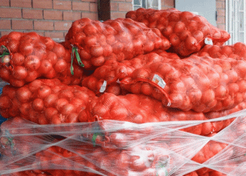 The Invisible Foe: How Resistant Onion Thrips Are Outsmarting Russian Farmers