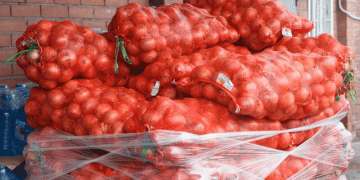 The Invisible Foe: How Resistant Onion Thrips Are Outsmarting Russian Farmers