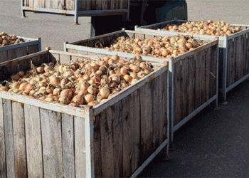 The Onion Equation: How High-Yield Production and Strategic Storage Solve Food Security