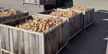The Onion Equation: How High-Yield Production and Strategic Storage Solve Food Security