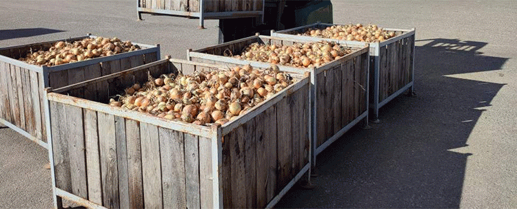 The Onion Equation: How High-Yield Production and Strategic Storage Solve Food Security