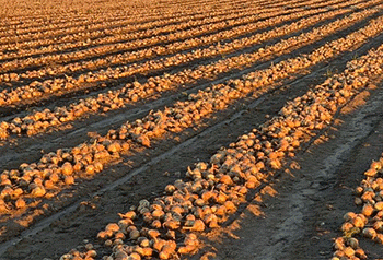 Weathering the Storm: How an Amur Family Farm Masters Onion Production Against the Odds