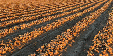 Weathering the Storm: How an Amur Family Farm Masters Onion Production Against the Odds