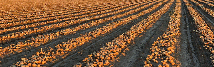 Weathering the Storm: How an Amur Family Farm Masters Onion Production Against the Odds