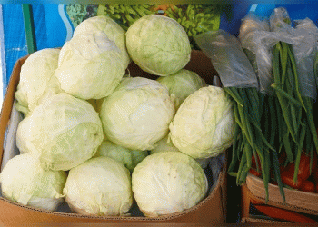 A Double-Edged Sword: Soaring Chinese Cabbage Imports into Zabaykalsky Bring Heightened Biosecurity Risks