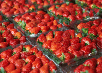 How the Netherlands Doubled Strawberry Production While Using 15% Less Land