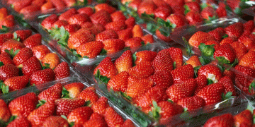 How the Netherlands Doubled Strawberry Production While Using 15% Less Land