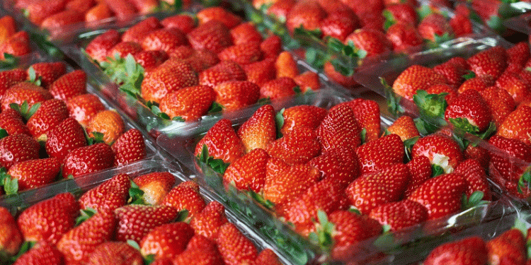 How the Netherlands Doubled Strawberry Production While Using 15% Less Land