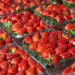How the Netherlands Doubled Strawberry Production While Using 15% Less Land