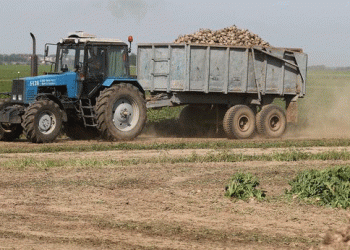 Precision and Pace: A Case Study in Efficient Sugar Beet Harvesting at Progress-Vertelishki