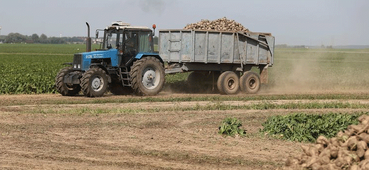 Precision and Pace: A Case Study in Efficient Sugar Beet Harvesting at Progress-Vertelishki