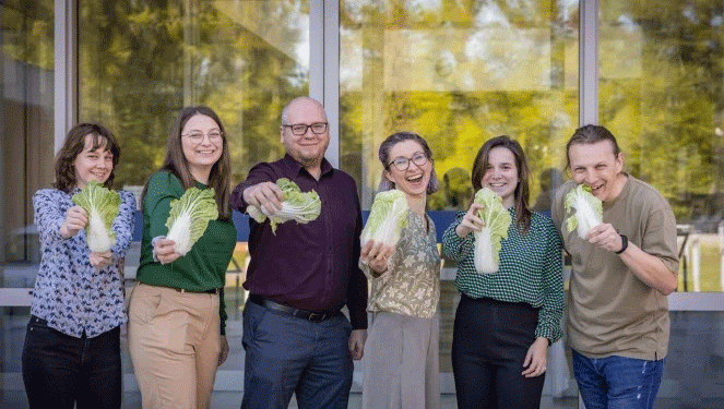 From Food Waste to High-Tech Sensor: The Unexpected Potential of Chinese Cabbage
