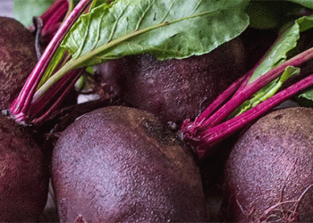 The Shrinking Beet: How Retail Demand is Reshaping Agronomic Practices in Table Beet Production