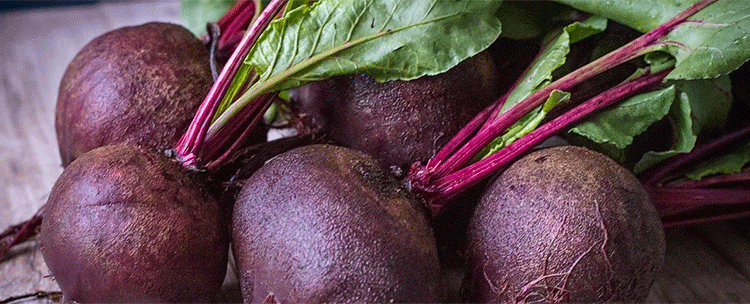 The Shrinking Beet: How Retail Demand is Reshaping Agronomic Practices in Table Beet Production