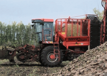 Bashkiria’s Sugar Beet Boom: Decoding a Record 478 c/ha Yield and Its Impact on Processing
