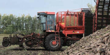 Bashkiria’s Sugar Beet Boom: Decoding a Record 478 c/ha Yield and Its Impact on Processing