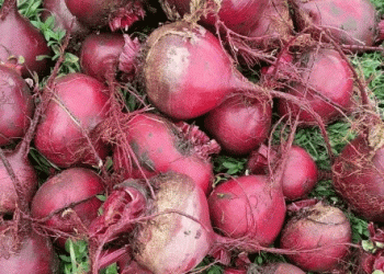 The 1.6 Kg Beetroot: Analyzing a Backyard Anomaly and Its Lessons for Commercial Production