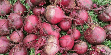 The 1.6 Kg Beetroot: Analyzing a Backyard Anomaly and Its Lessons for Commercial Production