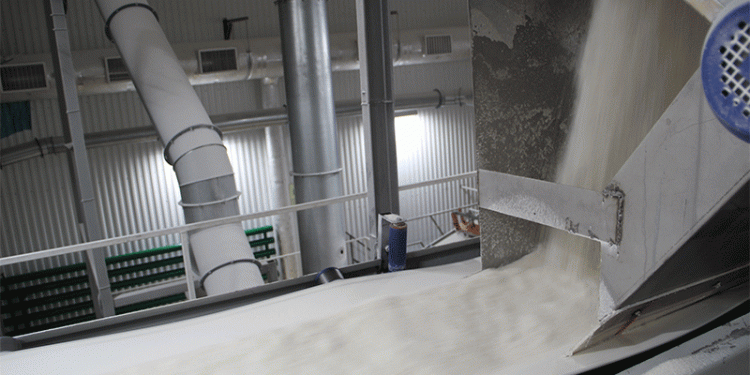 First Sugar of the Season: Zainsk Plant Launches 24/7 Campaign with 8k Tonne Daily Capacity