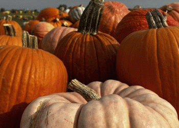Cultivating Excellence: What Makes a Pumpkin Patch the “Best in the Nation”?