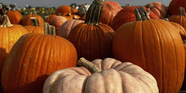 Cultivating Excellence: What Makes a Pumpkin Patch the “Best in the Nation”?