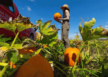 From Research Plot to Public Event: The Supply Chain of a Specialty Crop