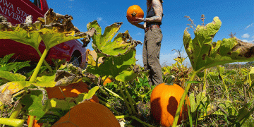 From Research Plot to Public Event: The Supply Chain of a Specialty Crop