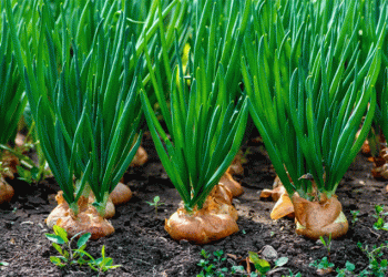 The Onion Roller Coaster: How Policy Swings Reshape India’s Export Landscape