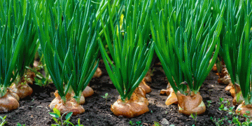 The Onion Roller Coaster: How Policy Swings Reshape India’s Export Landscape