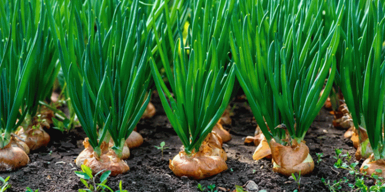 The Onion Roller Coaster: How Policy Swings Reshape India’s Export Landscape