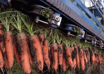 91 Tons per Hectare: Deconstructing the Carrot Yield Record from Tort-Gul