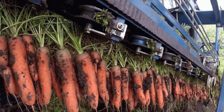 91 Tons per Hectare: Deconstructing the Carrot Yield Record from Tort-Gul