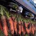 91 Tons per Hectare: Deconstructing the Carrot Yield Record from Tort-Gul