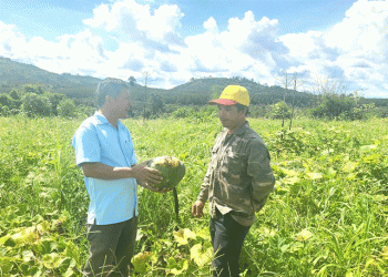 The Double Blow: Analyzing the Systemic Risks Behind a Pumpkin Crop Collapse